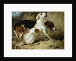 Foxhounds, Fox Gone to Earth: The Two Hounds Messmate and Coventry by Thomas Woodward