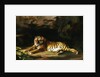 Portrait of the Royal Tiger by George Stubbs