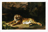 Portrait of the Royal Tiger by George Stubbs