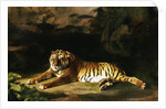 Portrait of the Royal Tiger by George Stubbs
