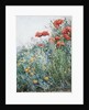 Poppies, Appledore by Childe Hassam