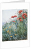 Poppies, Appledore by Childe Hassam