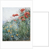 Poppies, Appledore by Childe Hassam