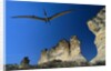 Pteranodon Longiceps Model in Flight by Anonymous