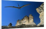 Pteranodon Longiceps Model in Flight by Anonymous