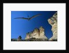 Pteranodon Longiceps Model in Flight by Anonymous