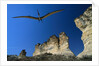 Pteranodon Longiceps Model in Flight by Anonymous