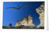 Pteranodon Longiceps Model in Flight by Anonymous