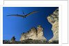 Pteranodon Longiceps Model in Flight by Anonymous