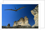 Pteranodon Longiceps Model in Flight by Anonymous