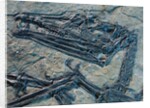 Oldest Pterosaur Fossil by Anonymous