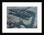 Oldest Pterosaur Fossil by Anonymous
