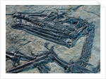Oldest Pterosaur Fossil by Anonymous