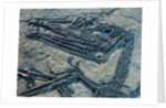 Oldest Pterosaur Fossil by Anonymous