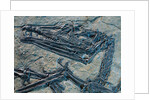 Oldest Pterosaur Fossil by Anonymous