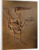 Pterodactylus Kochi Fossil by Anonymous