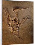 Pterodactylus Kochi Fossil by Anonymous