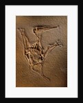 Pterodactylus Kochi Fossil by Anonymous