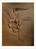 Pterodactylus Kochi Fossil by Anonymous