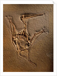 Pterodactylus Kochi Fossil by Anonymous