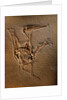 Pterodactylus Kochi Fossil by Anonymous