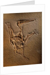 Pterodactylus Kochi Fossil by Anonymous