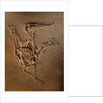 Pterodactylus Kochi Fossil by Anonymous