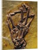 Monkey Hand Fossil by Anonymous