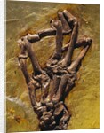 Monkey Hand Fossil by Anonymous