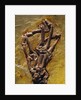 Monkey Hand Fossil by Anonymous