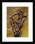 Monkey Hand Fossil by Anonymous