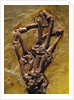 Monkey Hand Fossil by Anonymous