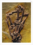 Monkey Hand Fossil by Anonymous