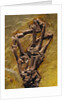 Monkey Hand Fossil by Anonymous