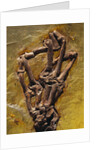Monkey Hand Fossil by Anonymous