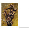 Monkey Hand Fossil by Anonymous