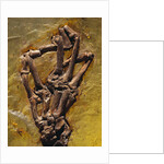 Monkey Hand Fossil by Anonymous