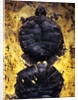 Pair of Freshwater Turtle Fossils by Anonymous