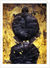 Pair of Freshwater Turtle Fossils by Anonymous