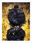 Pair of Freshwater Turtle Fossils by Corbis