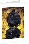 Pair of Freshwater Turtle Fossils by Anonymous