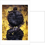 Pair of Freshwater Turtle Fossils by Anonymous