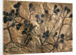 Fossil of Basswood Stems and Berries by Anonymous