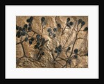 Fossil of Basswood Stems and Berries by Anonymous