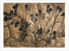 Fossil of Basswood Stems and Berries by Anonymous