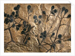 Fossil of Basswood Stems and Berries by Anonymous