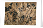 Fossil of Basswood Stems and Berries by Anonymous