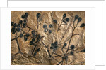 Fossil of Basswood Stems and Berries by Anonymous