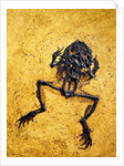 Fossil of Frog by Anonymous
