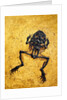Fossil of Frog by Anonymous